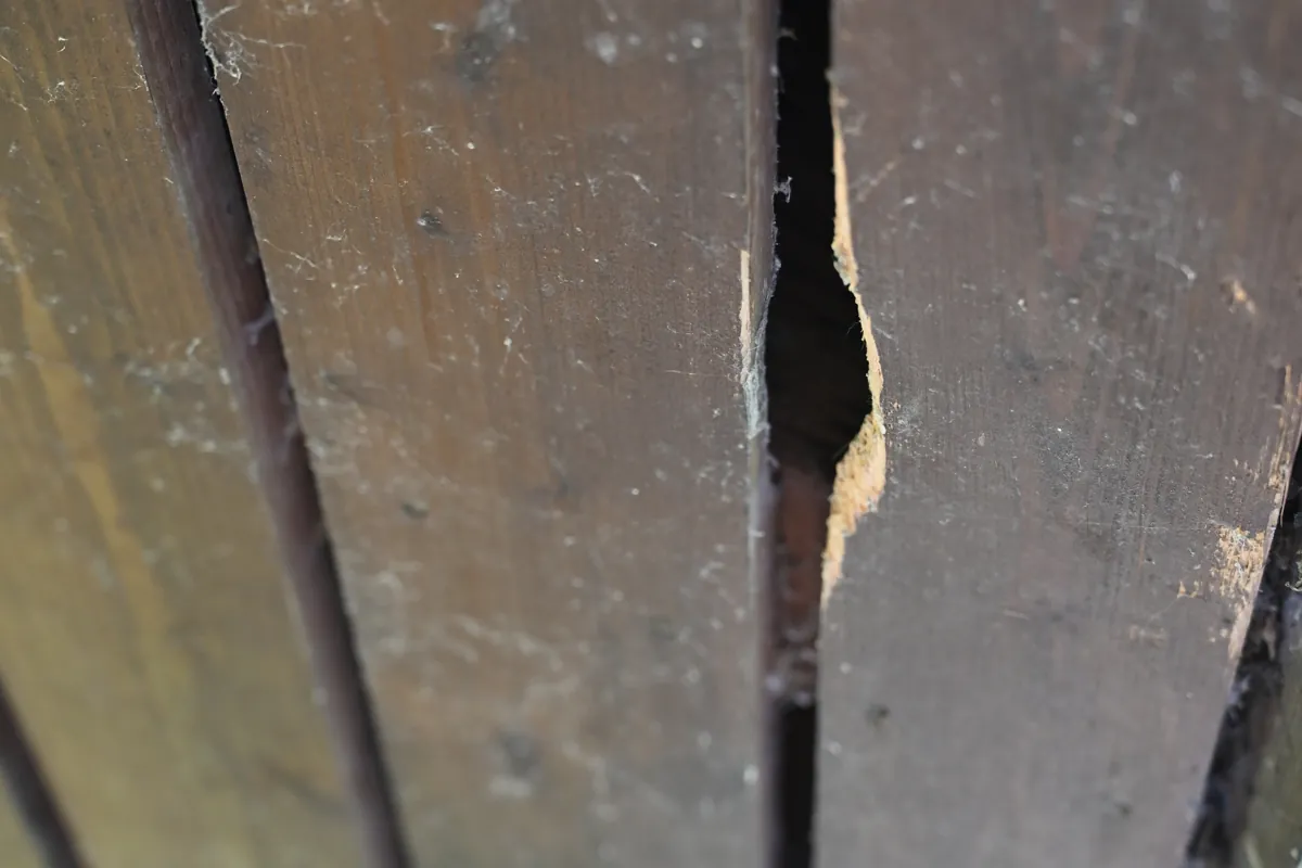 Beschädigte Holzverschalung mit Einstiegsloch